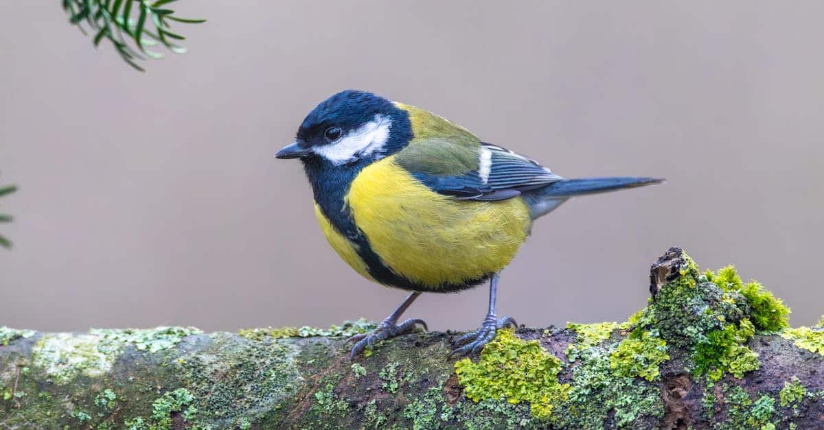 close up of a great tit perched on a moss covered branch in a tranquil forest setting